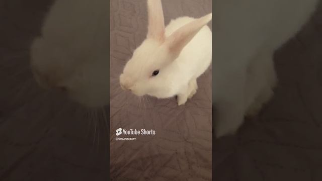 Спрунки Орен 😃 #орен.mp4