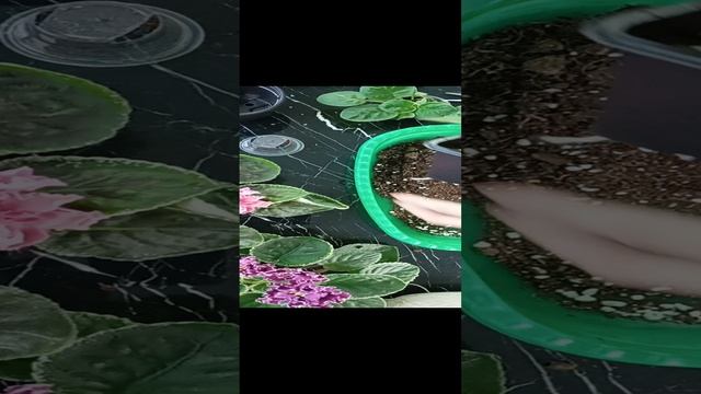 сажаю деток фиалок на фитиль