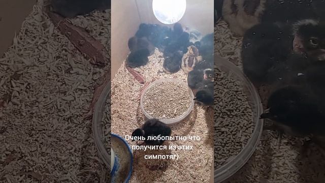 Какие красавчики! помесь из трех пород)