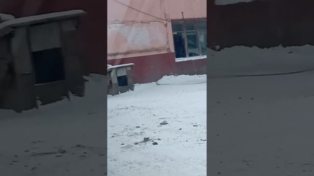 СОБАЧЬЯ ОБЩАГА. ВСЁ КАК У ЛЮДЕЙ