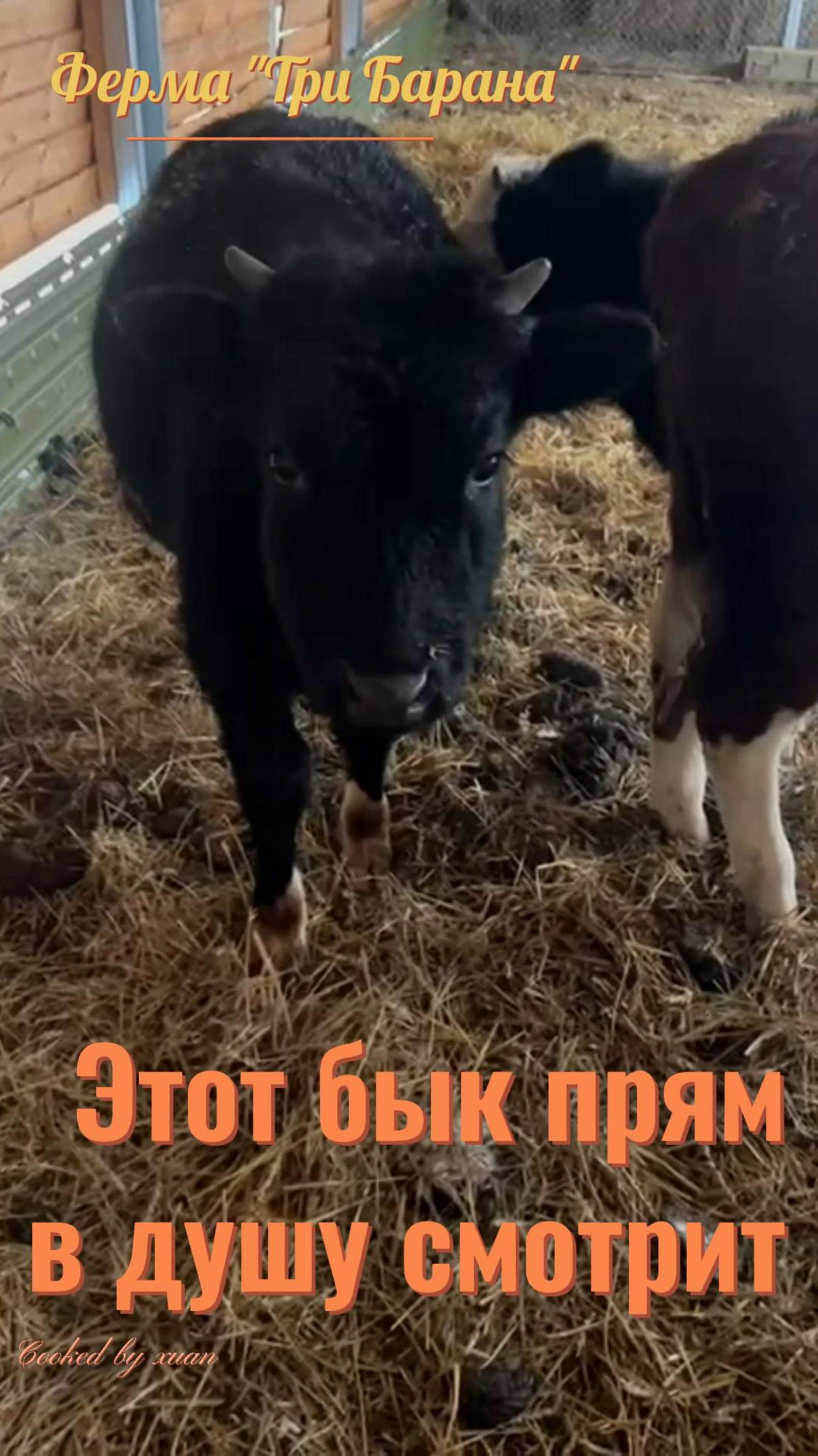 Этот чертенок прям в душу смотрит