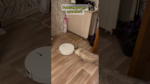 Кот и робот-пылесос