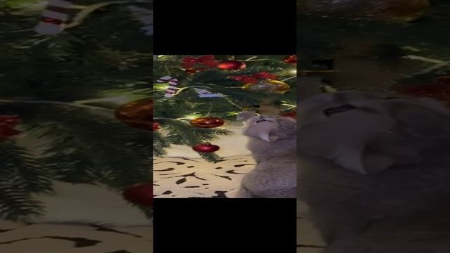 1000011357.mp4