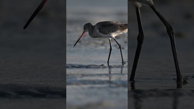 Godwit Digging and searching for breakfast   Wincent   hRJVn #bird #nature #wildlife