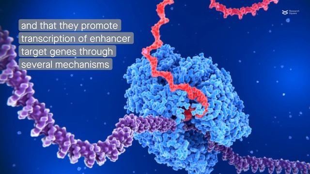 What do we know about the role of enhancer RNAs in gene expression regulation and human disease?
