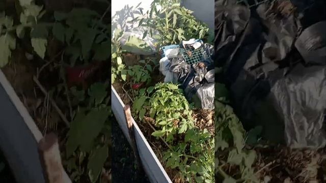 Мульчирую свежескошенной травой.