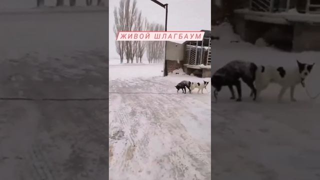 БАЯН