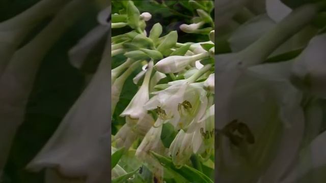Хоста. Дмитрий Шлапак