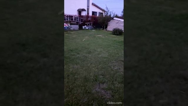 Американская Акита/Калининград