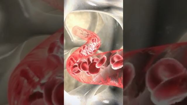 PARATHYROID GLAND