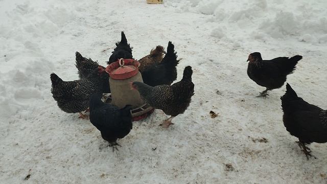 Мешанка для курочек🐔 Что туда кладут. Кошечка Лапа не даст соврать☝🤠
