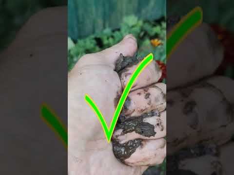 Как использовать дождевую воду, которая набралась в садовой тачке ?) #shorts