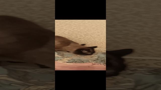 Наши котятки
