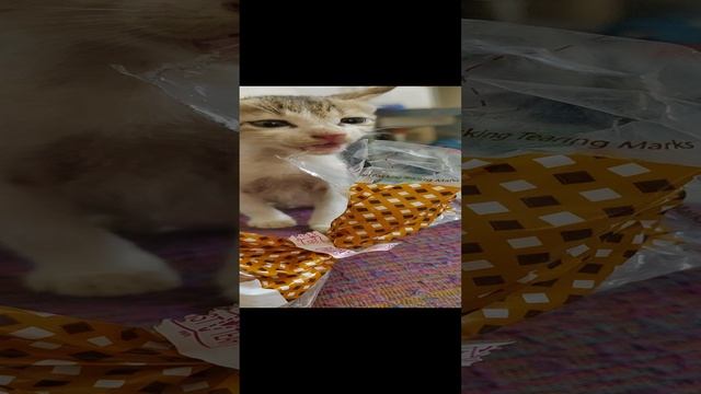 зачем ты ешь пластик?