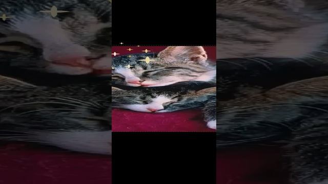пожелание
