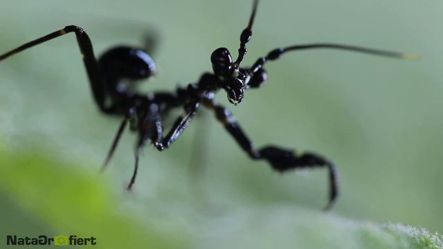 Pseudocreobotra wahlbergii Nymphe