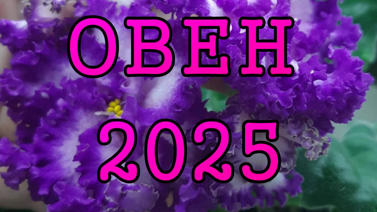 ОВЕН таро прогноз на 2025 год по 12 домам гороскопа.
