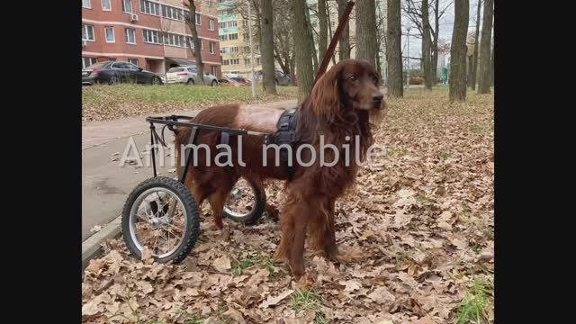 Коляска Animal mobile для пожилой собаки.