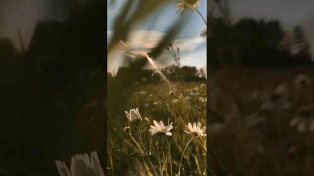 Чапаев - Матушка-Русь