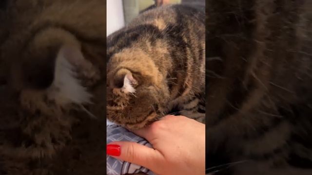 ЧЕССИ (kissingcat) СКУЧАЕТ ПО НАТАШЕ