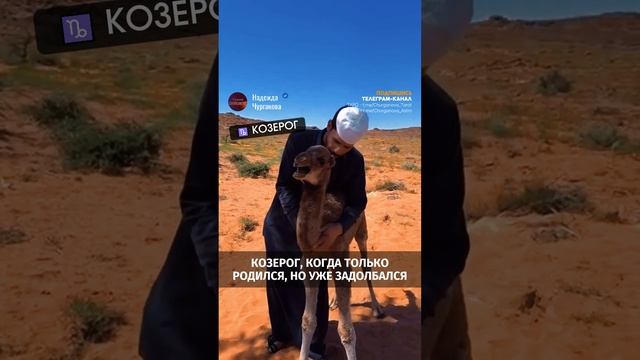 Ты, знаешь, кому отправить или отмечай Козерога 💌 #надеждачурганова