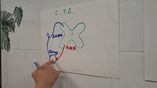 Евгений Франк