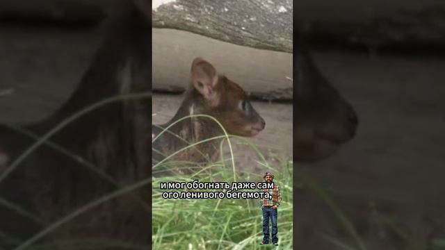 Аргентинский зоопарка прыгает от счастья 🤪на голове👱 ведь у них появился на свет оленёнок пуду🦌.