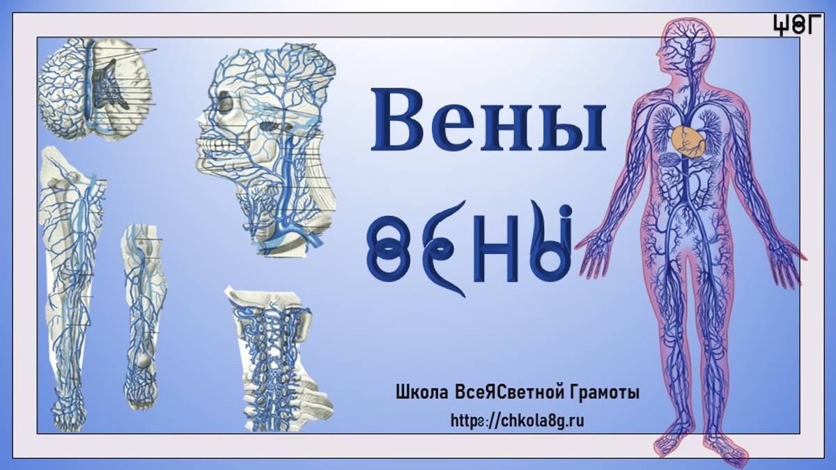 Вены Человека. ВсеЯСветная Грамота