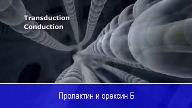 Предсказание деменции. Потеря регенерации. Гендерное восприятие боли. Новости QWERTY №304