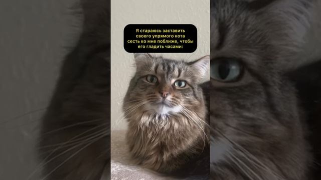Что это если не жиза