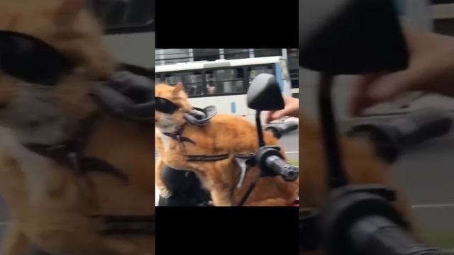 Когда коты решают стать актёрами!