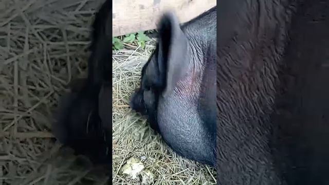 АСМР свиной Это покруче корейских мукбанков будет