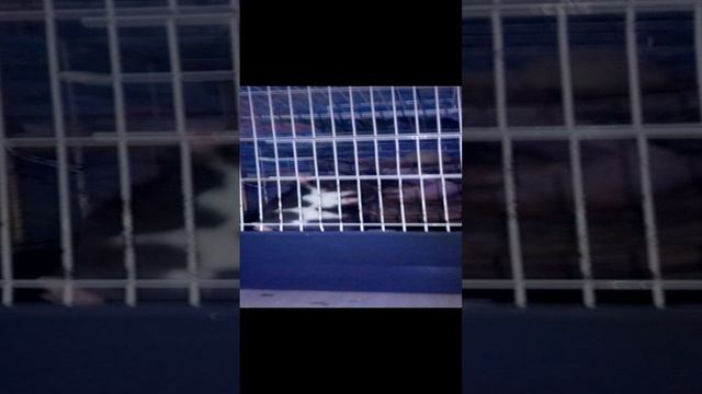 юкогда ложишься спать твои крысы :