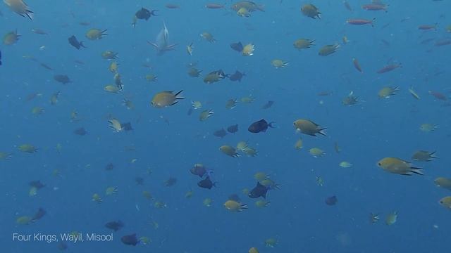 Potpourri of RAJA AMPAT, a Journey on Dewi Nusantara