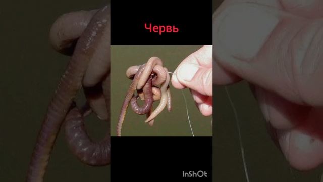 На что клюёт лещ?