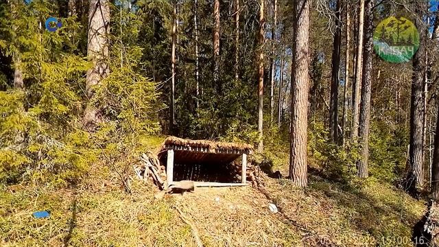 Продолжаем наблюдать за жизнью животных в дикой природе