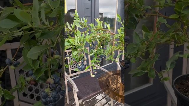 Голубика садовая - замечательная ягодная культура для вашего сада! #голубика #ягоды