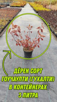 Дëрен сорт Гухалти(Гоучаулти). Благоустройство, Ландшафтный дизайн. Озеленение.