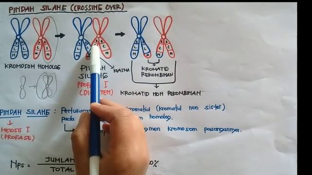 PINDAH SILANG & NILAI PINDAH SILANG| BIOLOGI XII SMA