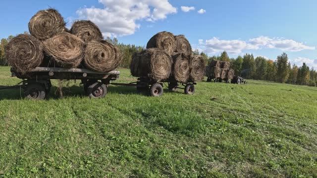 Поехали за тюками в поле на двух тракторах МТЗ-80 и Т40. Сенокос 2024