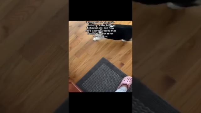 Эти коты явно знают, как завоевать сердца!