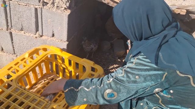 Maryam's Heartbreaking Choice: Selling Her Chickens to Repay an Old Man's Debt