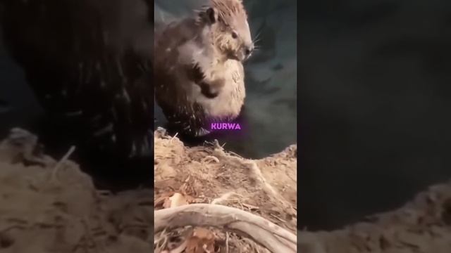 БЕБЕР