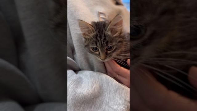 Little kitten
