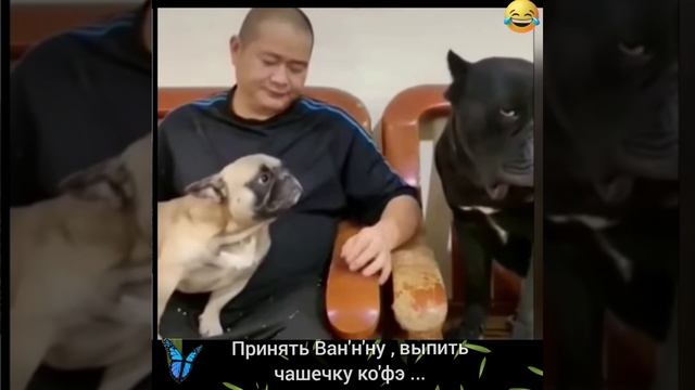 ГРОЗНЫЙ ... ТРУСИШКА ( смешные животные )