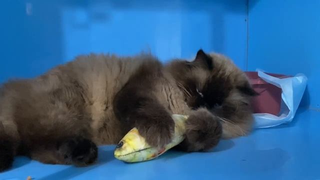 Ангел
#хвостатыесоседи #всемкота #ищемдом