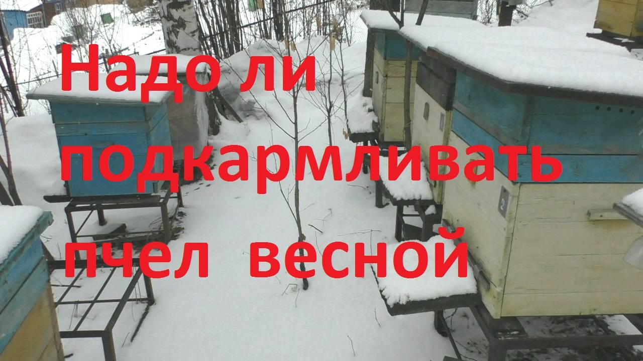 Для чего нужно подкармливать пчел весной