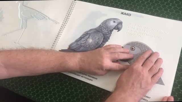 РГП «Животные Африки» - виртуальная прогулка по зоопарку