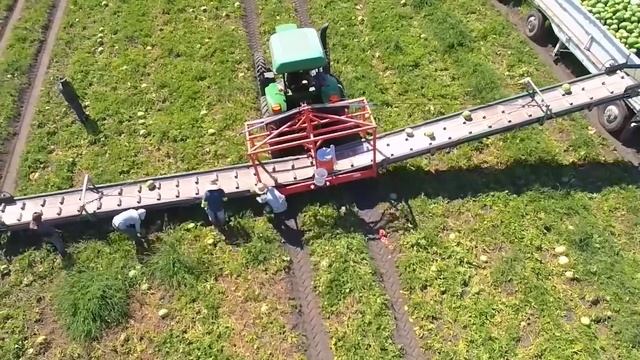 Арбуз посадка выращивание сбор