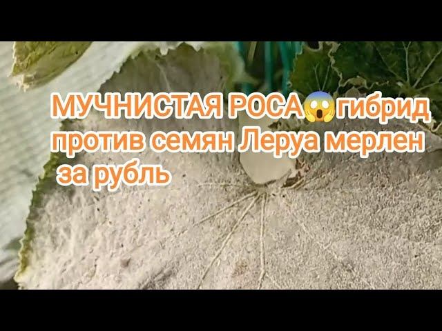 сравниваю два популярных гибрида против дешевых семян